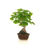 Vente de Bonsai Ginkgo Biloba 32 cm Sankaly Bonsai