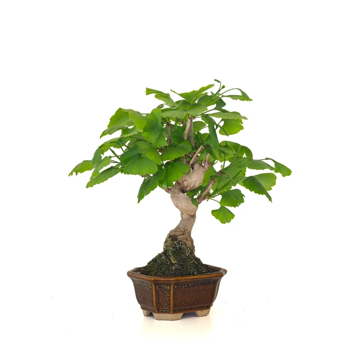 Achat Bonsai en ligne Ginkgo Biloba 32 cm Sankaly Bonsai