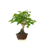 Achat Bonsai en ligne Ginkgo Biloba 32 cm Sankaly Bonsai