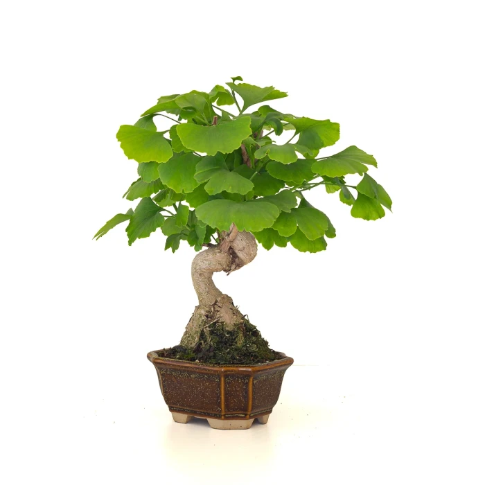 Acheter Bonsai en ligne Ginkgo Biloba 32 cm Sankaly Bonsai