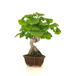 Acheter Bonsai en ligne Ginkgo Biloba 32 cm Sankaly Bonsai