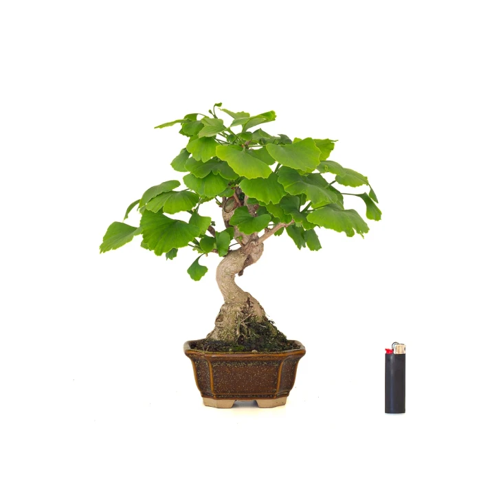 Vente de Bonsai en ligne Ginkgo Biloba 32 cm Sankaly Bonsai
