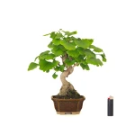 Vente de Bonsai en ligne Ginkgo Biloba 32 cm Sankaly Bonsai