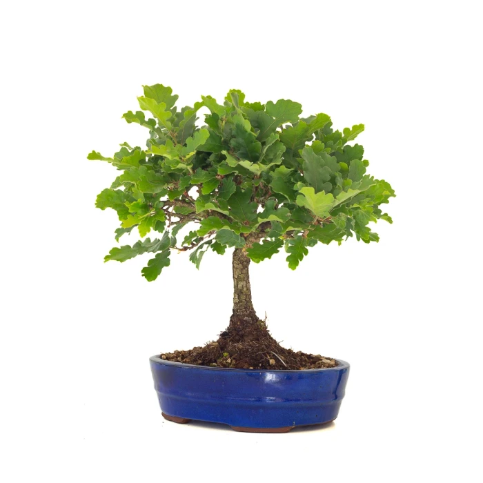 Site vente Bonsai Chène blanc Quercus Pubescens 40 cm Sankaly Bonsai
