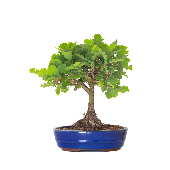 Vente de Bonsai Chène blanc Quercus Pubescens 40 cm Sankaly Bonsai
