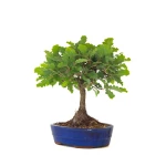 Acheter Bonsai Chène blanc Quercus Pubescens 40 cm Sankaly Bonsai