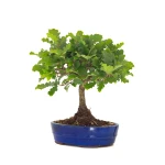 Site vente Bonsai Chène blanc Quercus Pubescens 40 cm Sankaly Bonsai