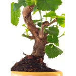 Vente de Bonsai Murier, Morus Shohin 20 cm, Sankaly Bonsai