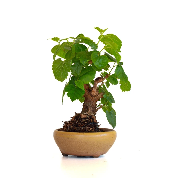 Achat Bonsai Murier, Morus Shohin 20 cm, Sankaly Bonsai