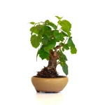 Achat Bonsai Murier, Morus Shohin 20 cm, Sankaly Bonsai