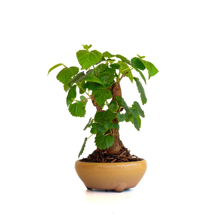 Vente de Bonsai Murier, Morus Shohin 20 cm, Sankaly Bonsai