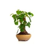 Vente de Bonsai Murier, Morus Shohin 20 cm, Sankaly Bonsai