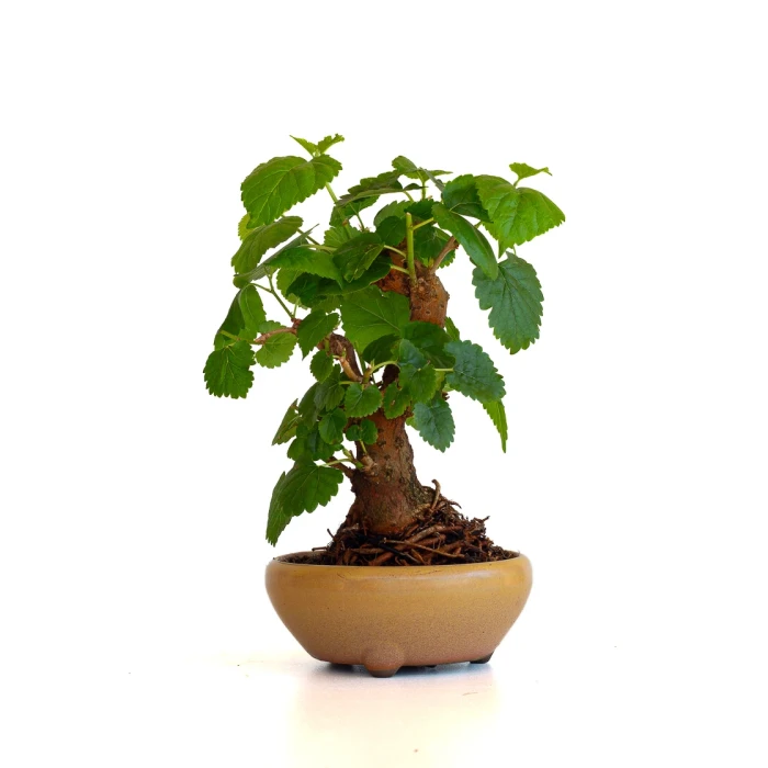 Acheter Bonsai Murier, Morus Shohin 20 cm, Sankaly Bonsai