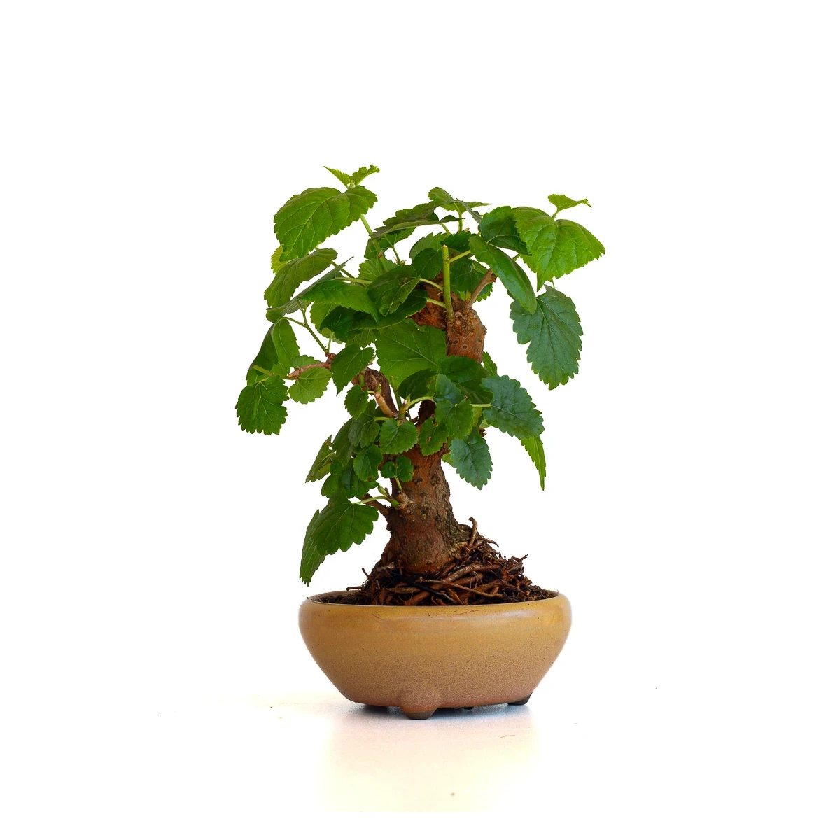 Acheter Bonsai Murier, Morus Shohin 20 cm, Sankaly Bonsai