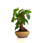 Acheter Bonsai Murier, Morus Shohin 20 cm, Sankaly Bonsai