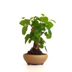Achat bonsai en ligne Murier, Morus Shohin 20 cm, Sankaly Bonsai