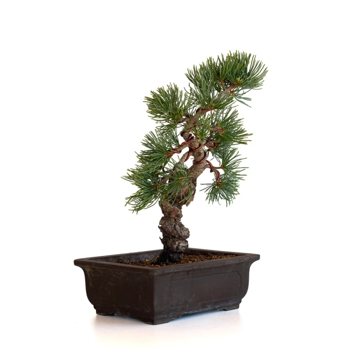 Bonsaï Pinus pentaphylla 31 cm origine Japon | Sankaly Bonsai