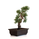 Bonsaï Pinus pentaphylla 31 cm origine Japon | Sankaly Bonsai