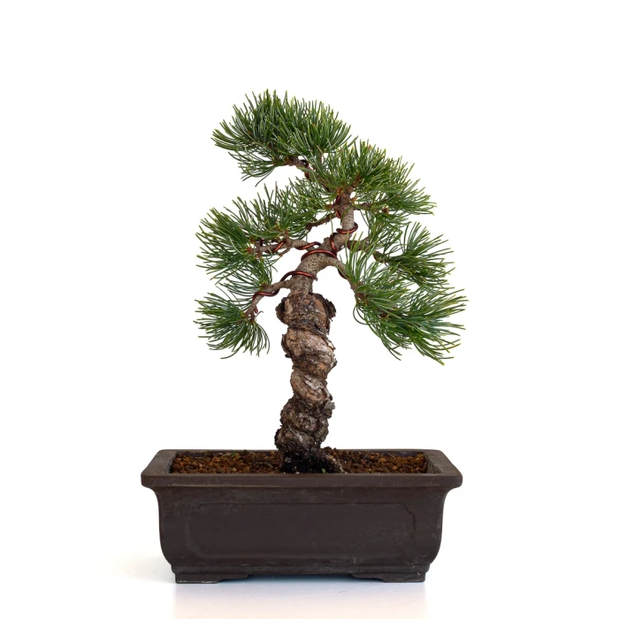 Bonsaï Pinus pentaphylla 31 cm origine Japon | Sankaly Bonsai