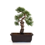 Bonsaï Pinus pentaphylla 31 cm origine Japon | Sankaly Bonsai