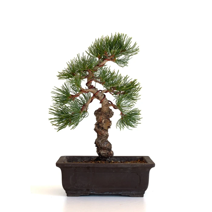 Achat bonsai en ligne Pinus Pentaphylla, Pin blanc du Japon 31 cm PPJP260401MB