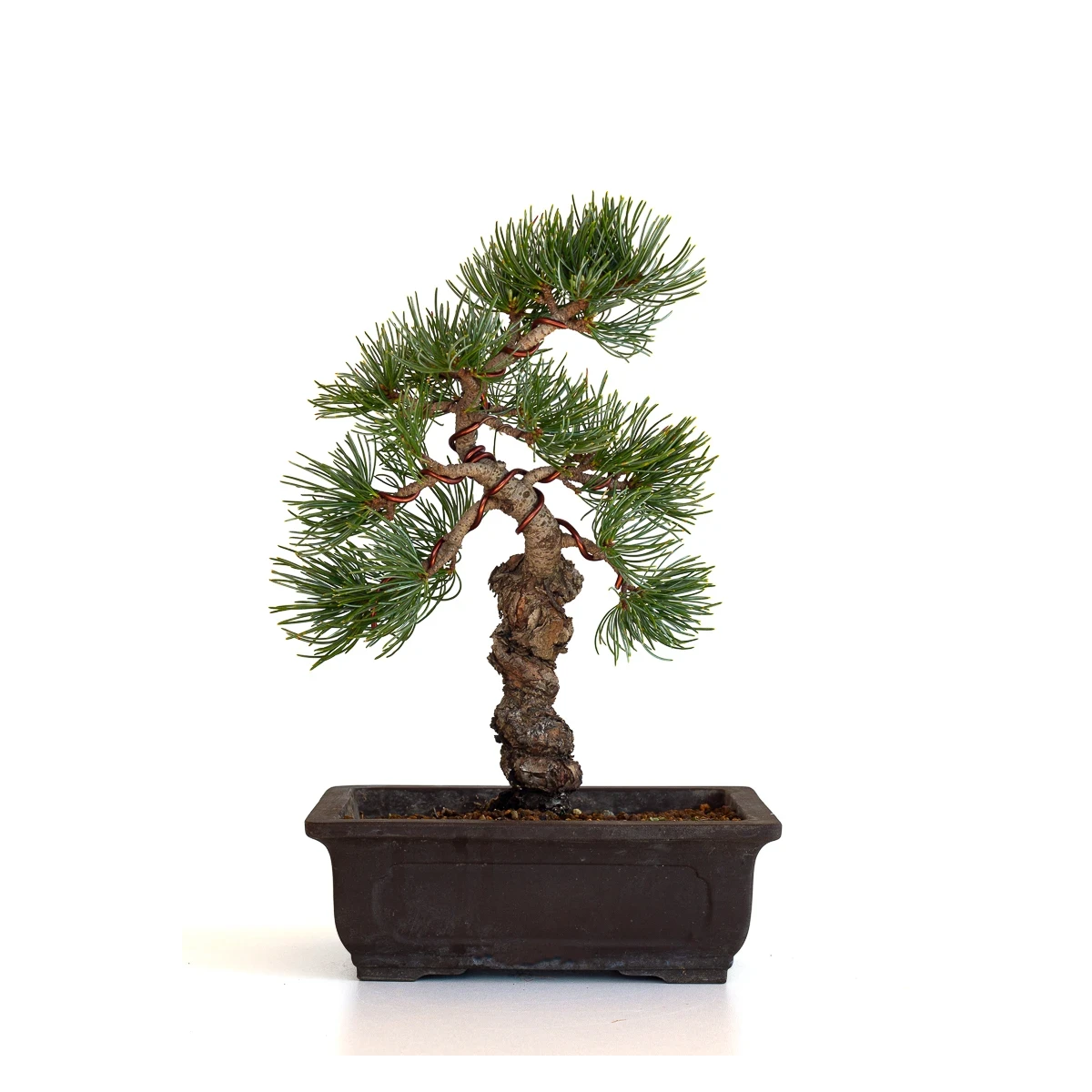 Achat bonsai en ligne Pinus Pentaphylla, Pin blanc du Japon 31 cm PPJP260401MB