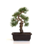 Achat bonsai en ligne Pinus Pentaphylla, Pin blanc du Japon 31 cm PPJP260401MB