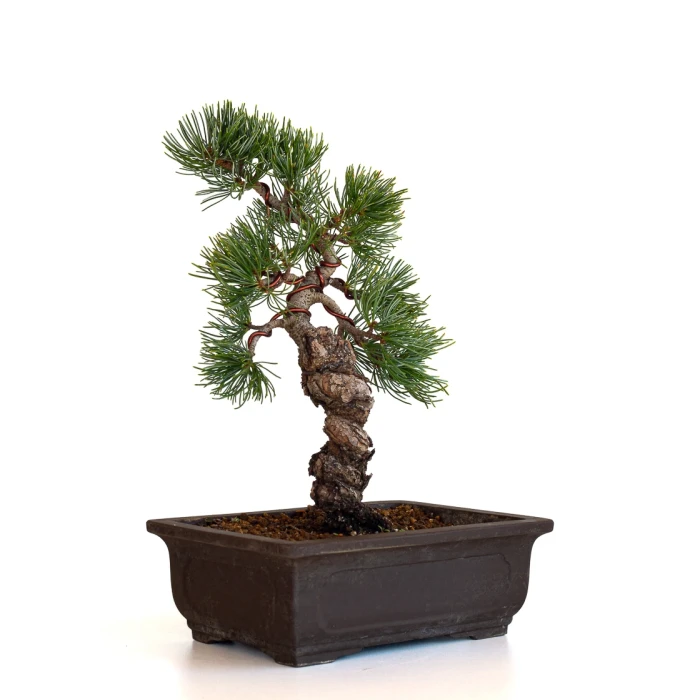 Bonsaï Pinus pentaphylla 31 cm origine Japon | Sankaly Bonsai