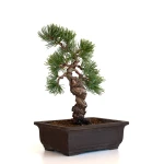 Bonsaï Pinus pentaphylla 31 cm origine Japon | Sankaly Bonsai
