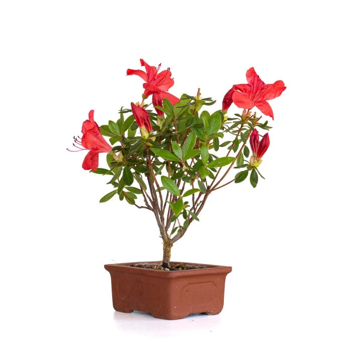 Vente en ligne de Bonsai Azalée Indica 23 cm Sankaly Bonsai