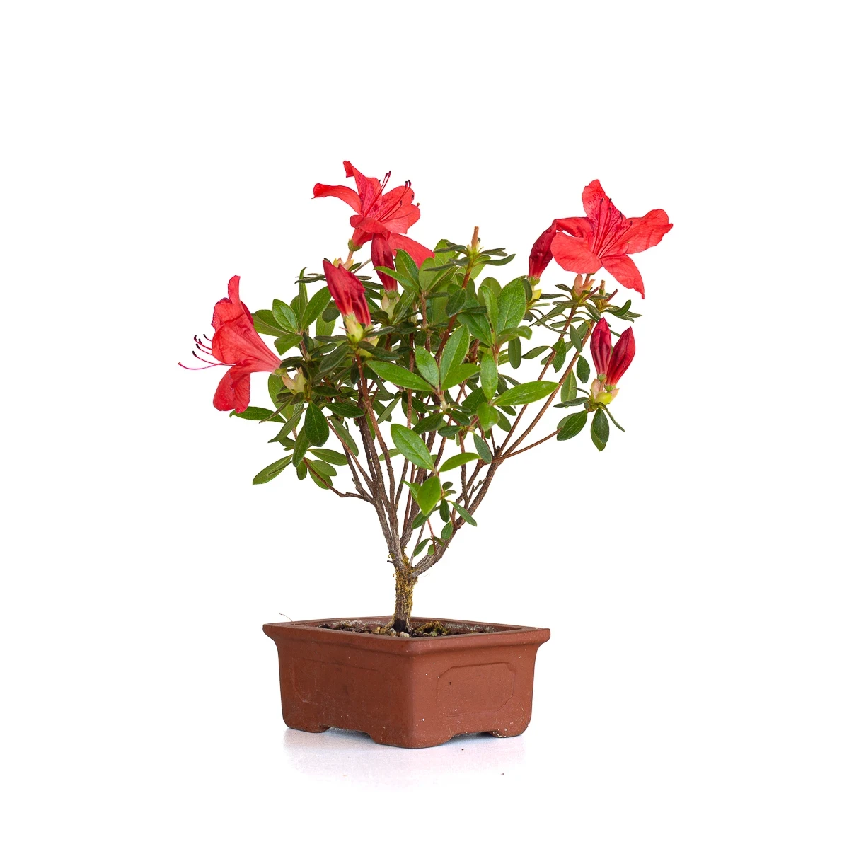 Vente en ligne de Bonsai Azalée Indica 23 cm Sankaly Bonsai