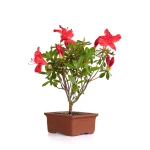 Vente en ligne de Bonsai Azalée Indica 23 cm Sankaly Bonsai