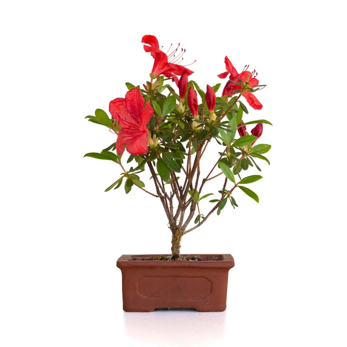 Achat en ligne de Bonsai Azalée Indica 23 cm Sankaly Bonsai