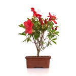 Achat en ligne de Bonsai Azalée Indica 23 cm Sankaly Bonsai