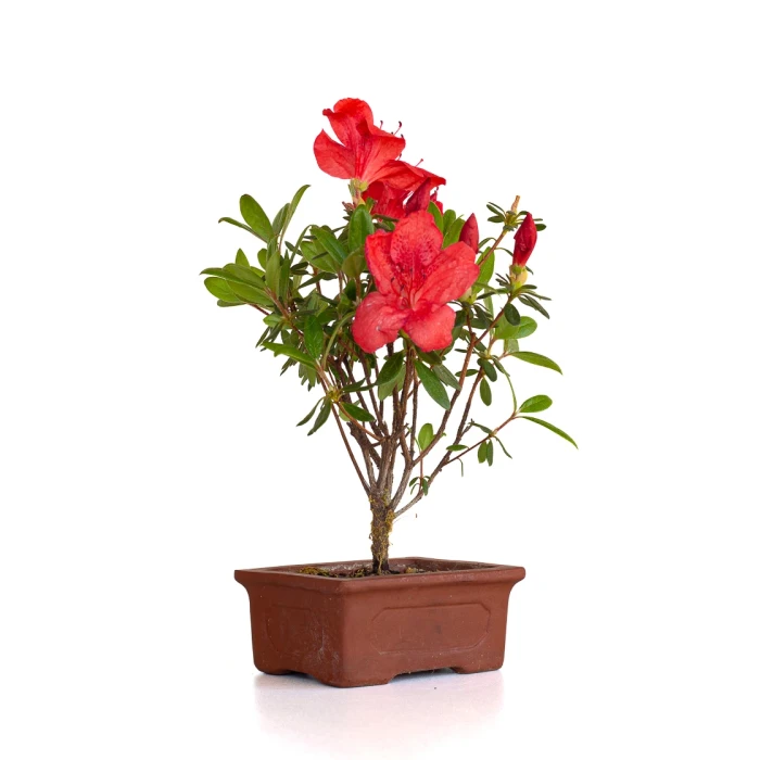 Acheter en ligne de Bonsai Azalée Indica 23 cm Sankaly Bonsai