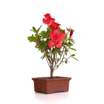 Acheter en ligne de Bonsai Azalée Indica 23 cm Sankaly Bonsai