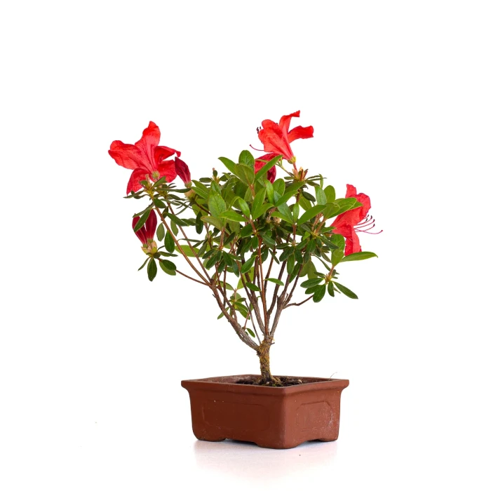 Vente de Bonsai en ligne de Bonsai Azalée Indica 23 cm Sankaly Bonsai