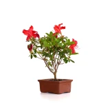 Vente de Bonsai en ligne de Bonsai Azalée Indica 23 cm Sankaly Bonsai