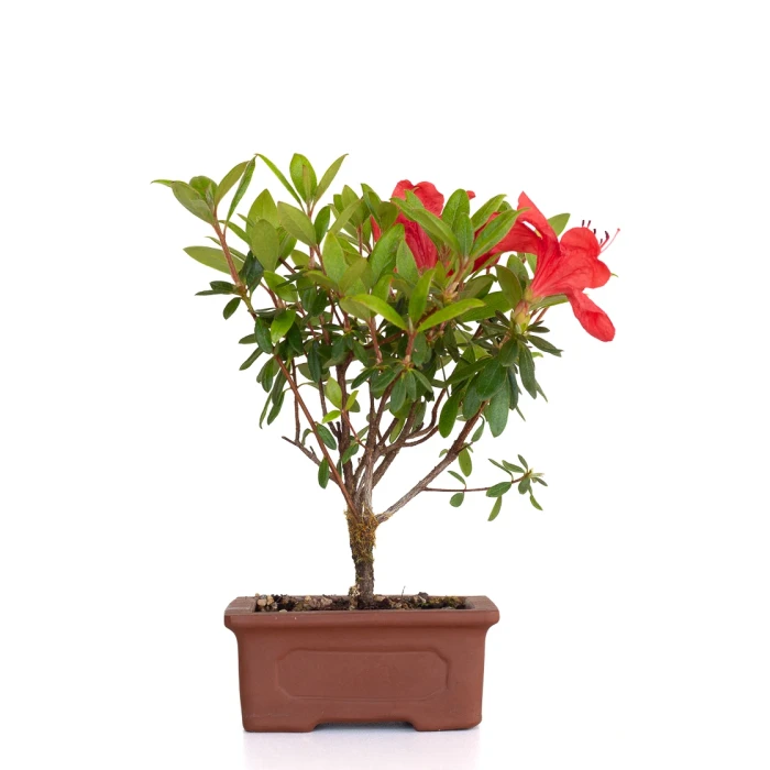 Bonsaï Azalée Indica 19 cm origine Europe | Sankaly Bonsai