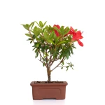 Bonsaï Azalée Indica 19 cm origine Europe | Sankaly Bonsai