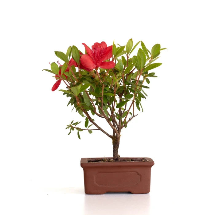 Achat en ligne de Bonsai Azalée Indica 19 cm Sankaly Bonsai