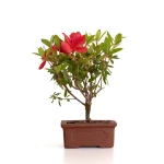 Achat en ligne de Bonsai Azalée Indica 19 cm Sankaly Bonsai