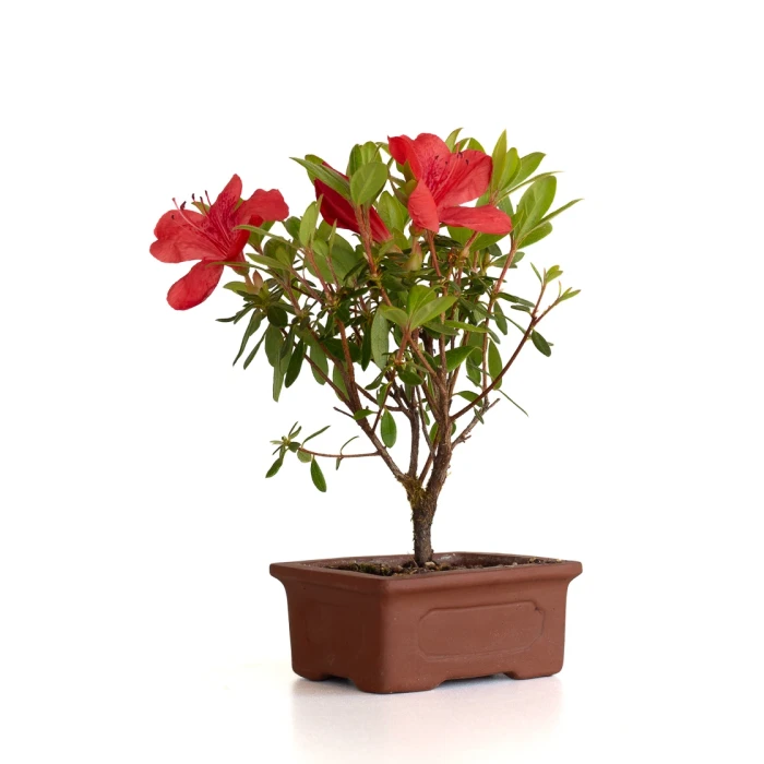 Vente en ligne de Bonsai Azalée Indica 19 cm Sankaly Bonsai