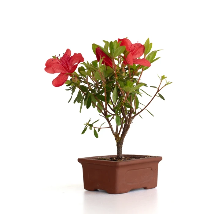 Vente de Bonsai en ligne Azalée Indica 19 cm Sankaly Bonsai