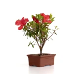 Vente de Bonsai en ligne Azalée Indica 19 cm Sankaly Bonsai