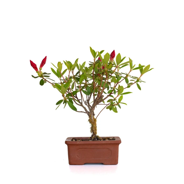 Achat en ligne Bonsai Azalée Indica 21 cm Sankaly Bonsai