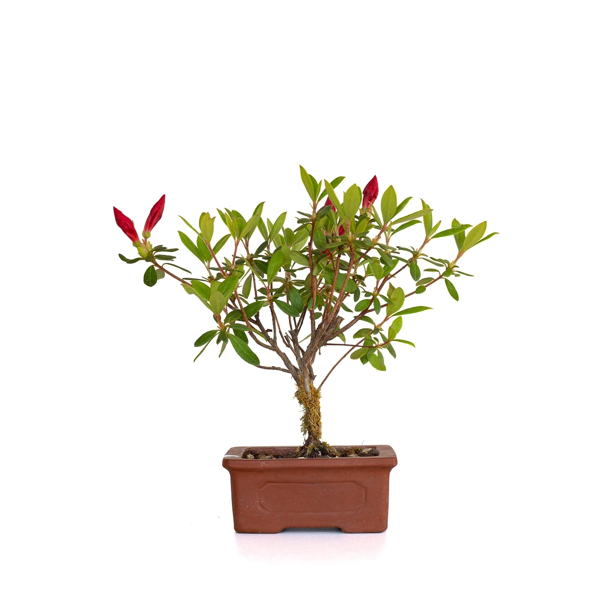 Achat en ligne Bonsai Azalée Indica 21 cm Sankaly Bonsai