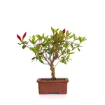 Achat en ligne Bonsai Azalée Indica 21 cm Sankaly Bonsai