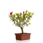 Acheter en ligne Bonsai Azalée Indica 21 cm Sankaly Bonsai