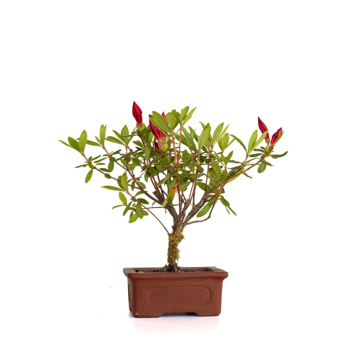 Vente en ligne Bonsai Azalée Indica 21 cm Sankaly Bonsai